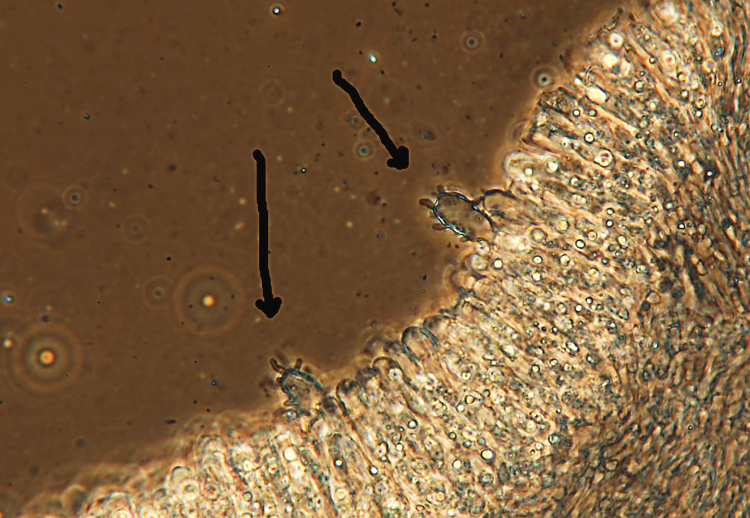 Miniera di Gambatesa 39